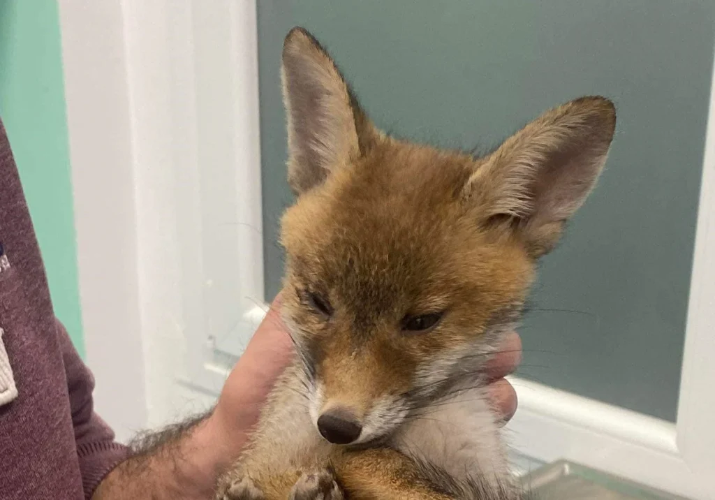 Χαλκιδική: Μωρό αλεπουδάκι εντοπίστηκε τραυματισμένο στο κεφάλι