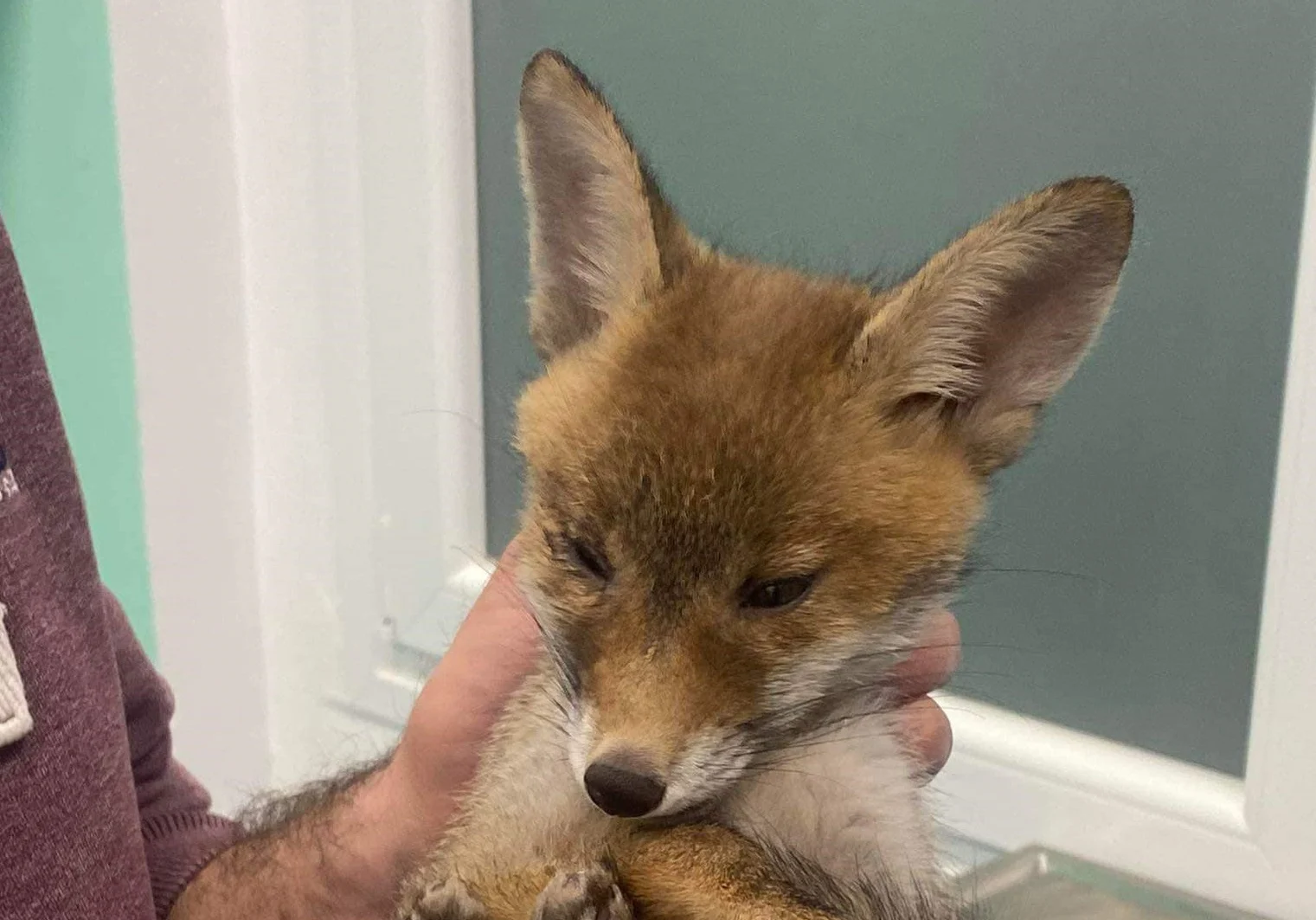 Χαλκιδική: Μωρό αλεπουδάκι εντοπίστηκε τραυματισμένο στο κεφάλι