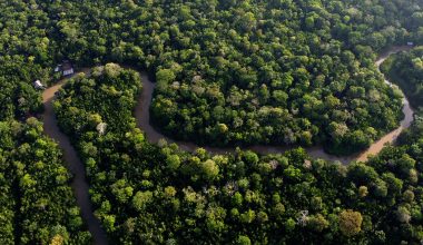 Ο αλεξιπτωτιστής που σκόρπισε από τον ουρανό 100 εκατ. σπόρους στον Αμαζόνιο για αναδάσωση (βίντεο)