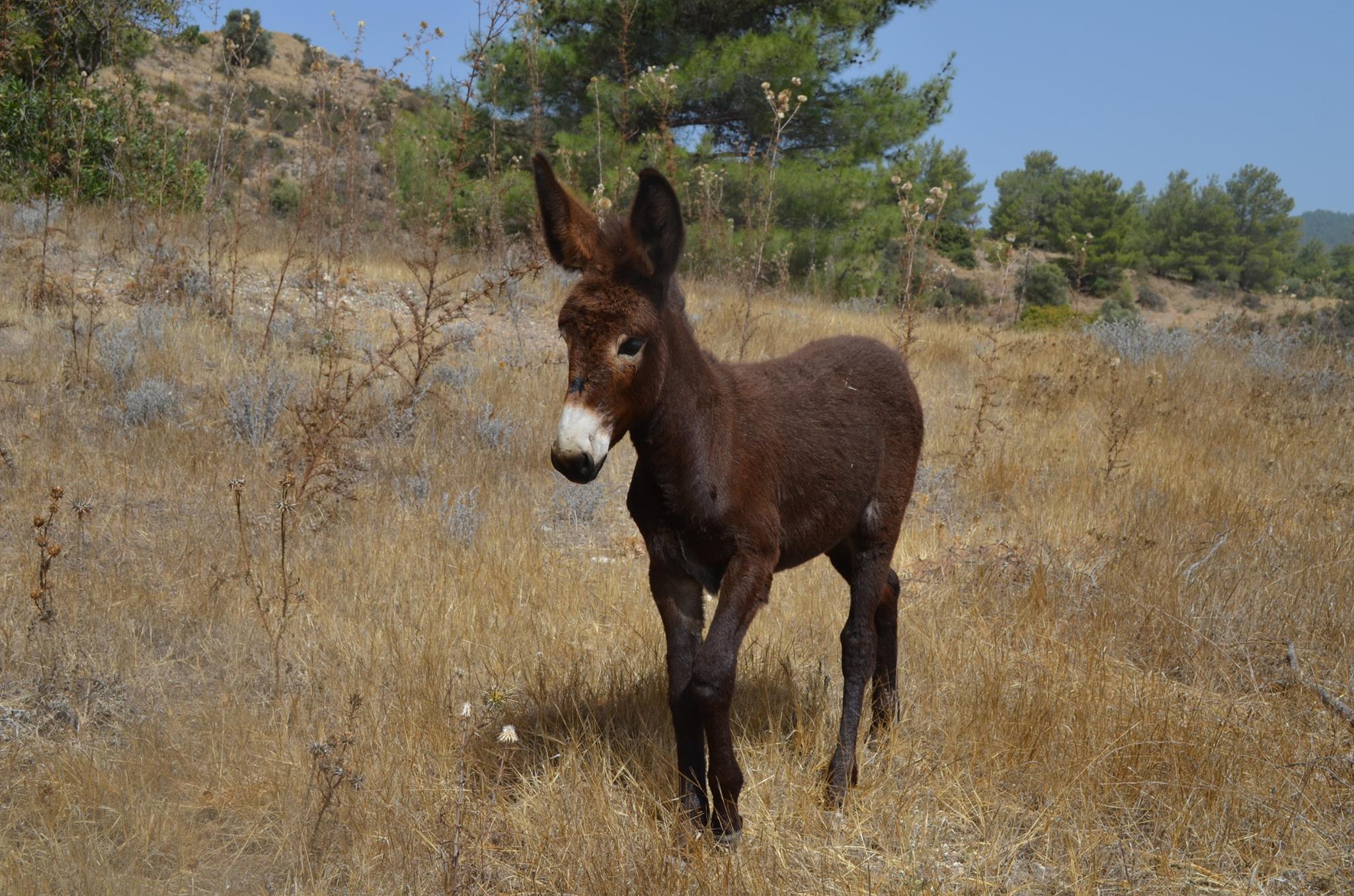 Ρόδος: Σοβαρή καταγγελία για γαϊδουράκι που βρέθηκε δεμένο και φιμωμένο (βίντεο)