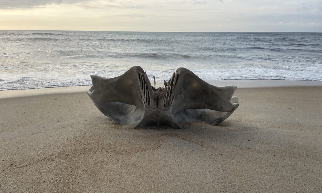 ΗΠΑ: Κρανίο που ανήκει σε καμπουροφάλαινα βάρους 40 τόνων ξεβράστηκε σε παραλία της Β.Καρολίνας (φώτο)
