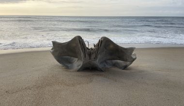 ΗΠΑ: Κρανίο που ανήκει σε καμπουροφάλαινα βάρους 40 τόνων ξεβράστηκε σε παραλία της Β.Καρολίνας (φώτο)