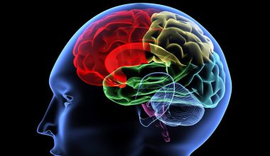 Η συρρίκνωση του εγκεφάλου του σύγχρονου ανθρώπου και οι άγνωστες αιτίες