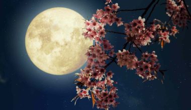 «Φεγγάρι των λουλουδιών»: Δείτε πότε είναι η πανσέληνος Μαΐου