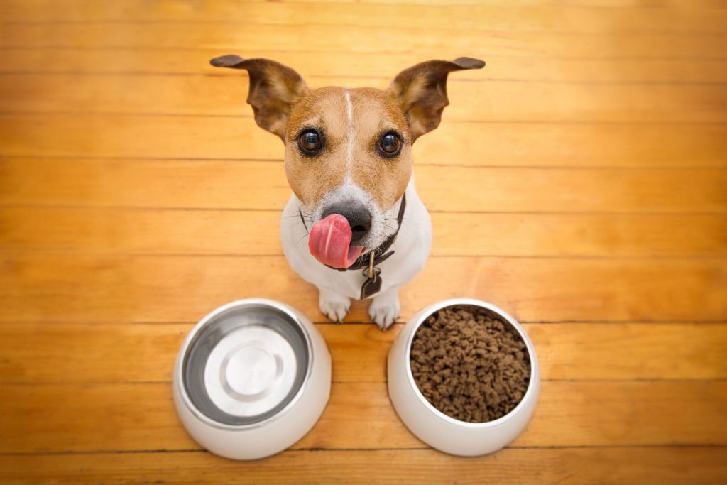 Οι πρωτεΐνες, οι υδατάνθρακες, οι βιταμίνες και τα ιχνοστοιχεία που πρέπει να περιέχει η διατροφή του σκύλου σας
