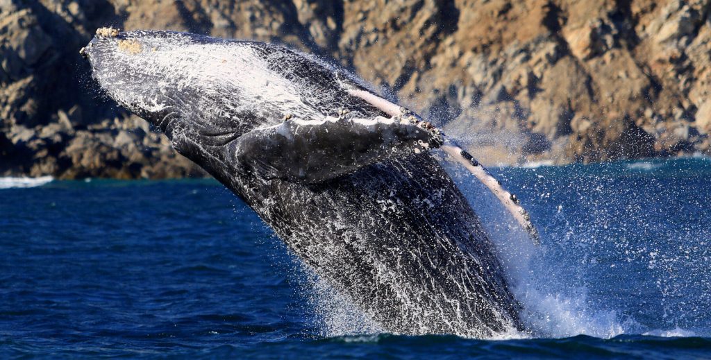 Νέα Ζηλανδία: Λουόμενος βουτά στη θάλασσα και χτυπά σκόπιμα φάλαινα όρκα (βίντεο)