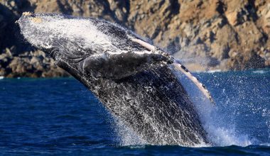 Νέα Ζηλανδία: Λουόμενος βουτά στη θάλασσα και χτυπά σκόπιμα φάλαινα όρκα (βίντεο)
