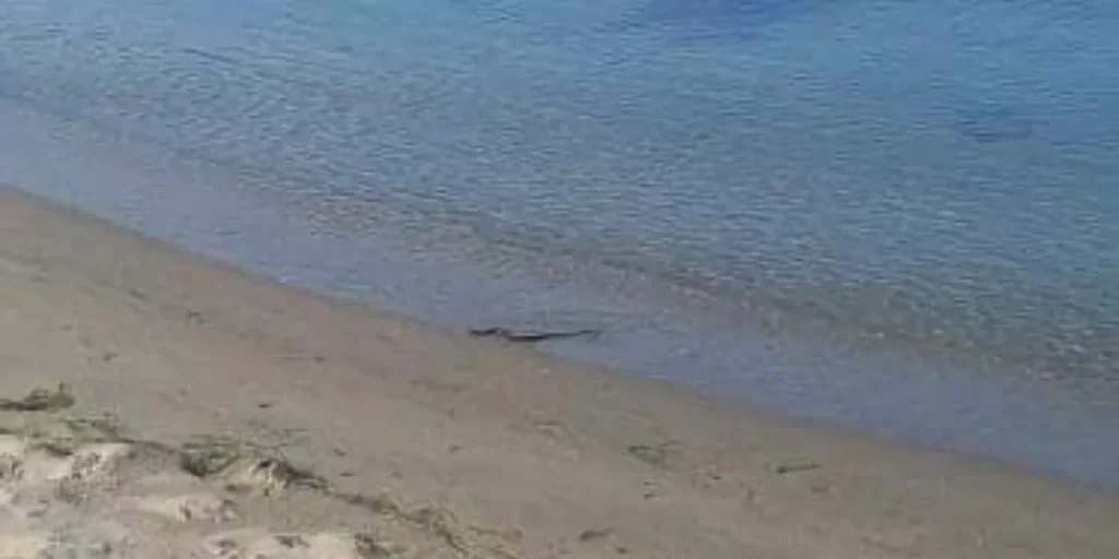 Λάρισα: Φίδι «έκοβε» βόλτες στην παραλία (φωτο)