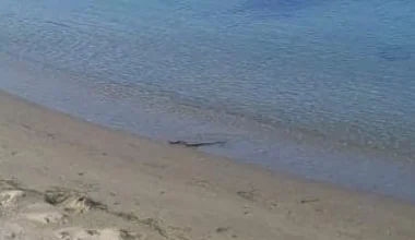 Λάρισα: Φίδι «έκοβε» βόλτες στην παραλία (φωτο)