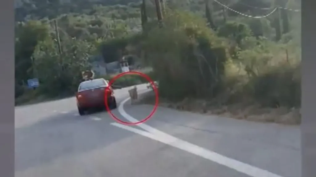 Περιστατικό κακοποίησης ζώου στο Ναύπλιο: Αυτοκίνητο εν κινήσει με τον συνοδηγό να κρατάει το λουρί σκύλου που έτρεχε στο πλάι