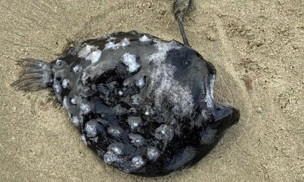 Παράξενο ψάρι που λάμπει στο βυθό ξεβράστηκε σε ακτή του Όρεγκον