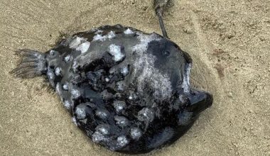 Παράξενο ψάρι που λάμπει στο βυθό ξεβράστηκε σε ακτή του Όρεγκον