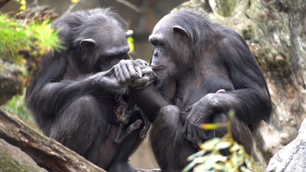 Μητέρα χιμπατζής δεν μπορεί να αποχωριστεί το νεκρό μωρό της – Το κουβαλά εδώ και τρεις μήνες (βίντεο)