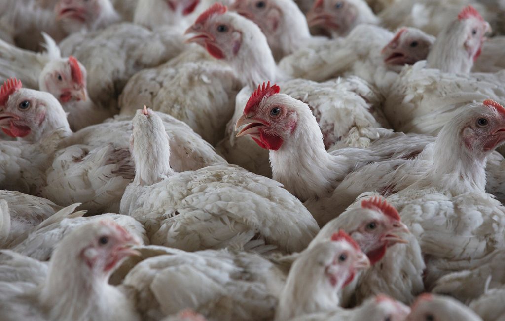 Πρώτο κρούσμα γρίπης των πτηνών σε άνθρωπο καταγράφηκε στην Αυστραλία