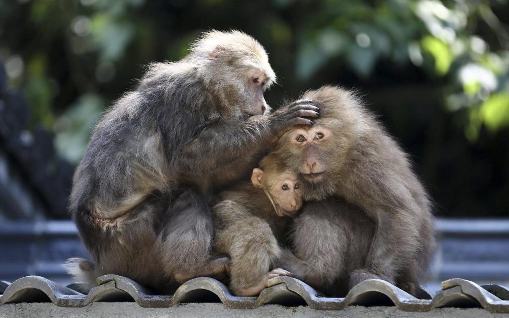 Μεξικό: Μαϊμούδες πέφτουν νεκρές από τα δέντρα εξαιτίας της ακραίας ζέστης (φώτο)