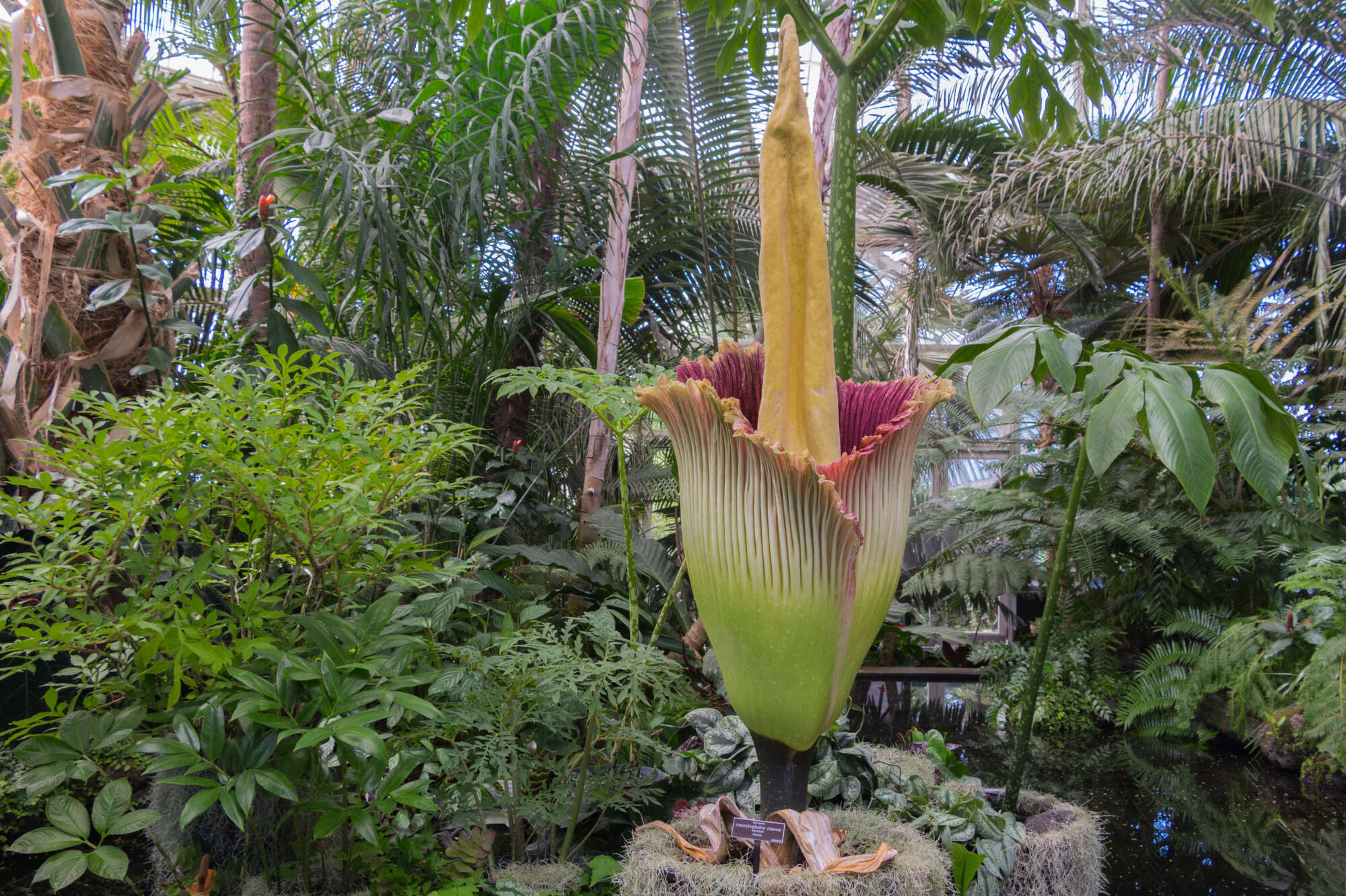 Βέλγιο: Πλήθος κόσμου συρρέει για τον «Φαλλό του Τιτάνα» – Ένα από τα πιο σπάνια λουλούδια στον κόσμο (βίντεο)