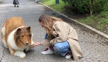 Ο Ιάπωνας που έδωσε 12.500 λίρες για να μεταμορφωθεί σε σκύλο τώρα θέλει να γίνει άλλο ζώο (βίντεο)