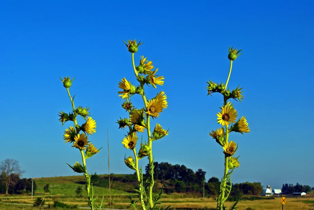 Σίλφιο: Το «μαγικό» βότανο της αρχαιότητας