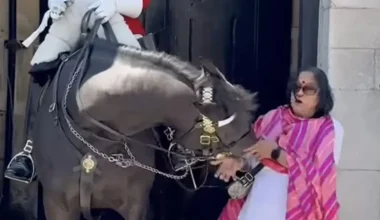 Τα «πήρε» άλογο της Βασιλικής Φρουράς στο παλάτι του Μπάκιγχαμ και δάγκωσε τουρίστρια (βίντεο)