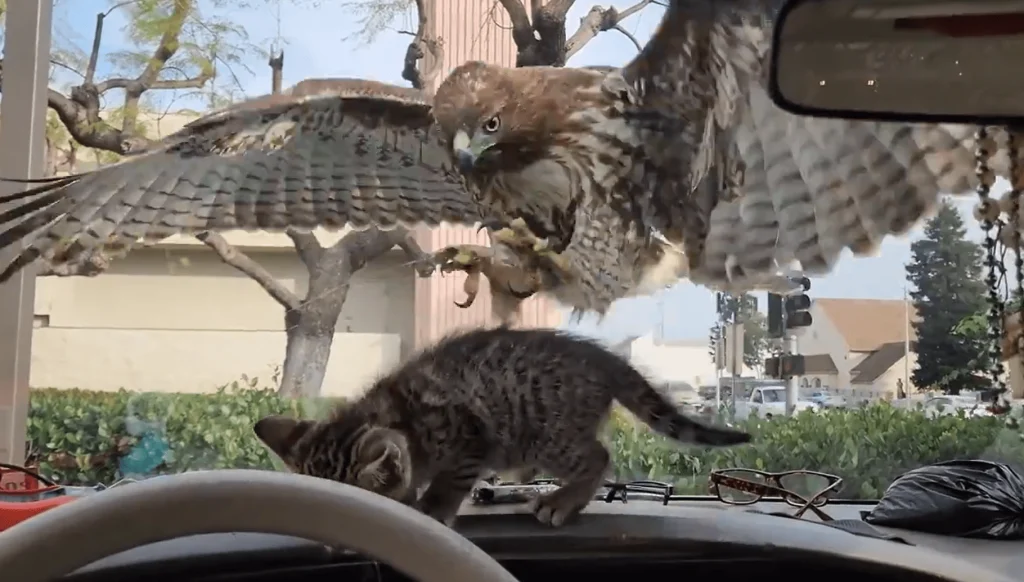 Γεράκι πήγε να επιτεθεί σε γατάκι και «καρφώθηκε» στο παρμπρίζ αυτοκινήτου (βίντεο)