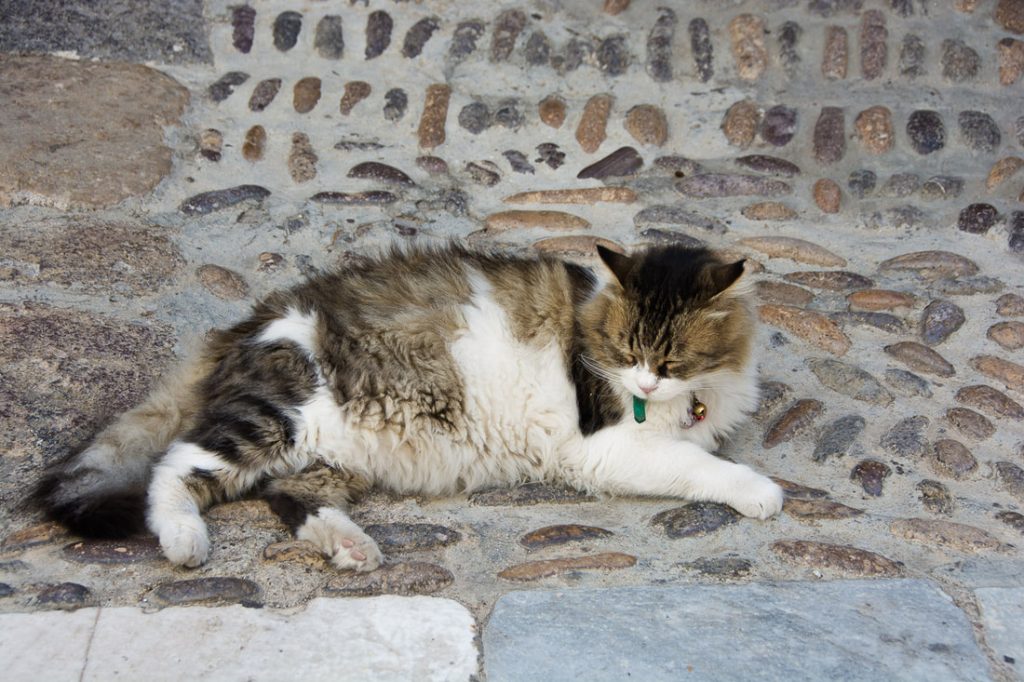 Πάτμος: Φιλόζωοι καταγγέλλουν ότι άγνωστοι προκαλούν εγκαύματα σε γατάκια με οξύ