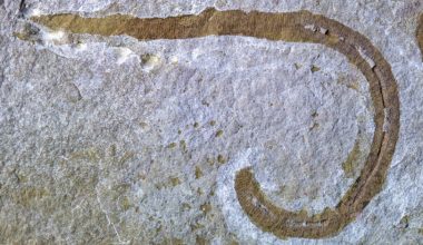 Ην.Βασίλειο: Ερευνητές ανακάλυψαν προϊστορικό σκουλήκι που έζησε πριν 425 εκατ. χρόνια (φώτο)