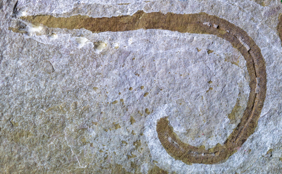Ην.Βασίλειο: Ερευνητές ανακάλυψαν προϊστορικό σκουλήκι που έζησε πριν 425 εκατ. χρόνια (φώτο)
