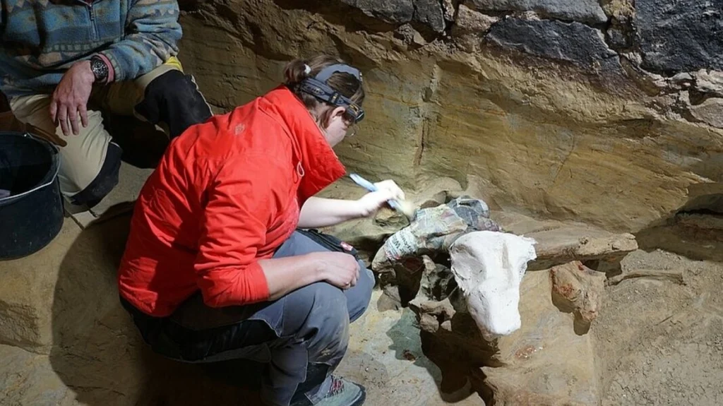 Οστά μαμούθ 40.000 ετών ανακαλύφθηκαν σε κελάρι κρασιών στην Αυστρία