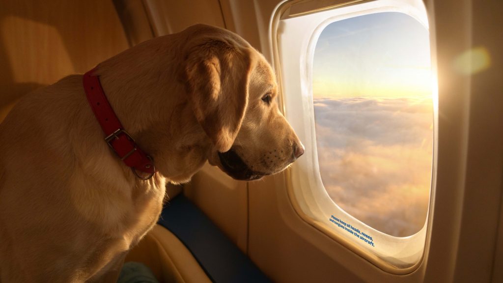 Αεροπορική εταιρεία προσφέρει ταξίδια στην πρώτη θέση αποκλειστικά για… σκύλους