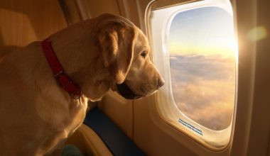 Αεροπορική εταιρεία προσφέρει ταξίδια στην πρώτη θέση αποκλειστικά για… σκύλους