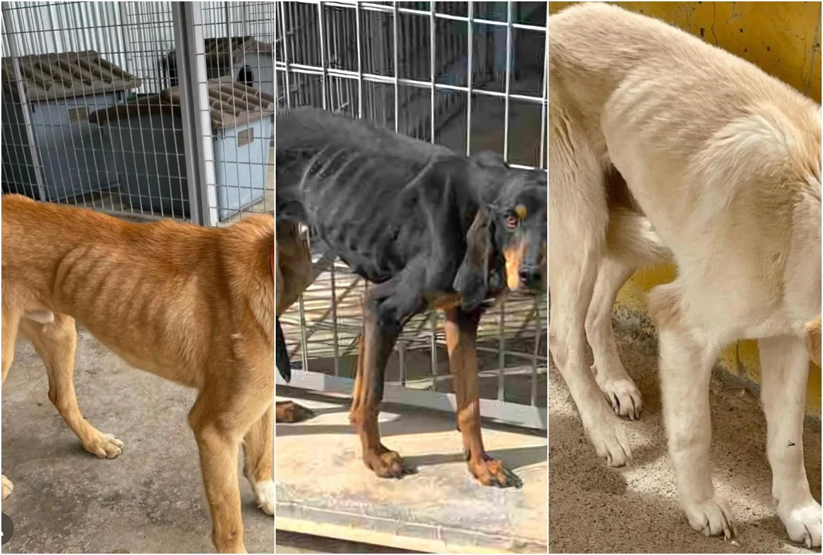 Σοβαρή καταγγελία της Ε.Κούρκουλου Λάτση για το κυνοκομείο της Τρίπολης: «Υποσιτισμένα και αποστεωμένα τα ζώα»