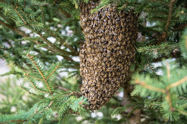 Πρωτοφανές περιστατικό στην Λέσβο: Σμήνος μελισσών επιτέθηκε σε επιβάτες ΙΧ – Καλά στην υγεία τους τα δύο άτομα (upd)