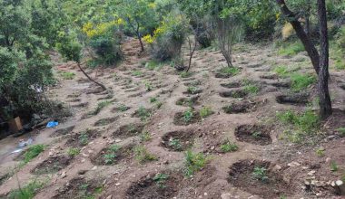 Eύβοια: Εντοπίστηκε οργανωμένη φυτεία κάνναβης με 1.061 δενδρύλλια – Τέσσερις συλλήψεις