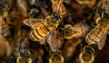 Μυτιλήνη: Έτσι έγινε το περιστατικό με την επίθεση σμήνους μελισσών σε οχήματα – «Μάλλον κάτι τις τρόμαξε»