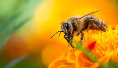 Κομοτηνή: Εκατοντάδες μέλισσες «γέμισαν» κεντρικό σημείο της πόλης