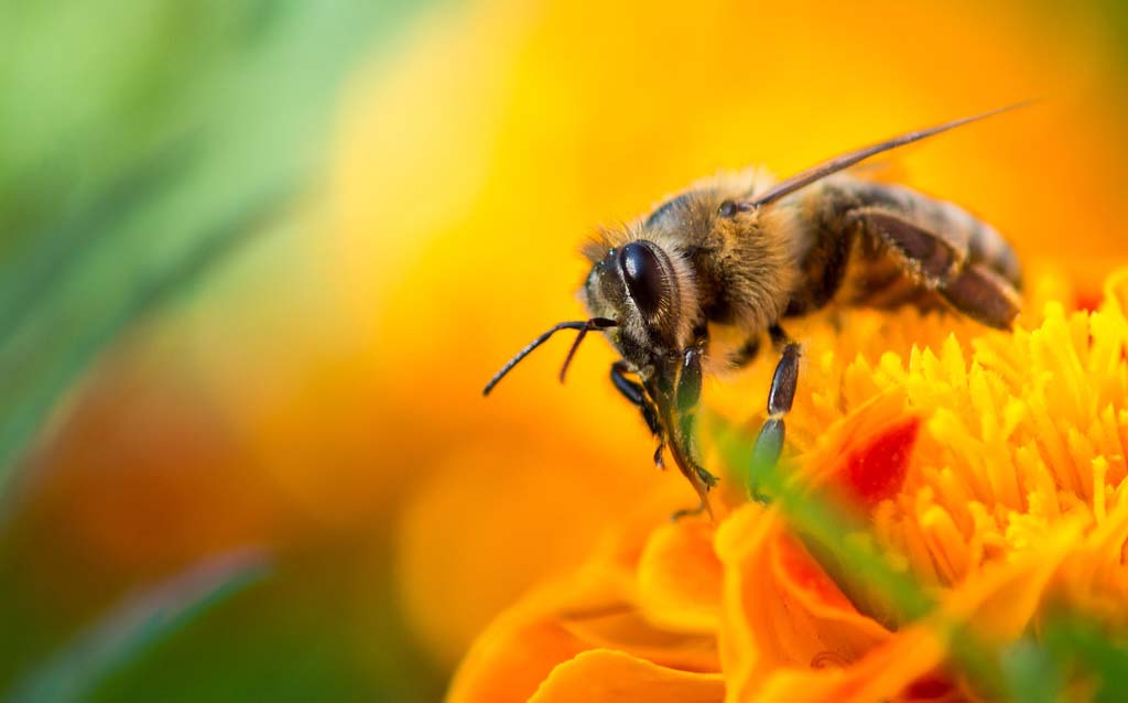 Κομοτηνή: Εκατοντάδες μέλισσες «γέμισαν» κεντρικό σημείο της πόλης