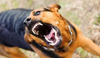 Φωκίδα: Γυναίκα δέχθηκε επίθεση από αδέσποτο σκύλο – Την δάγκωσε στο χέρι