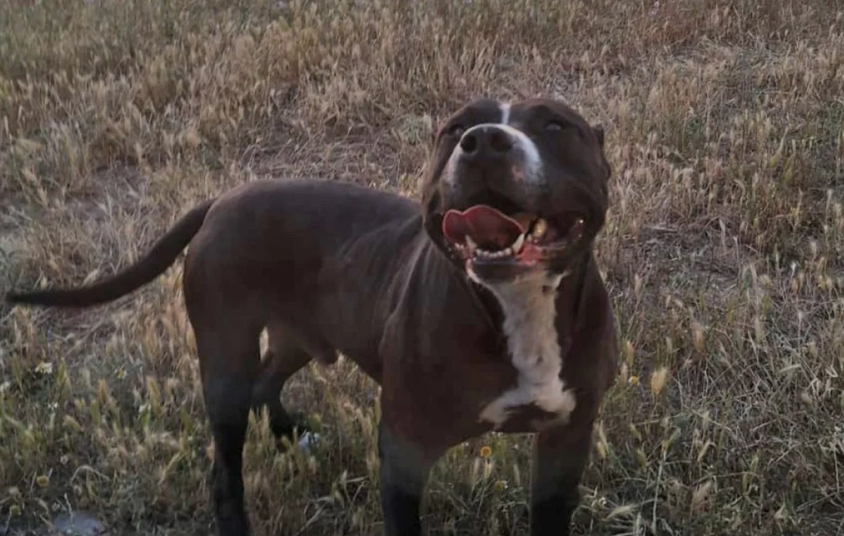 Θεσσαλονίκη: Ελεύθερος χωρίς περιοριστικούς όρους αφέθηκε ο 47χρονος ιδιοκτήτης του πιτμπουλ