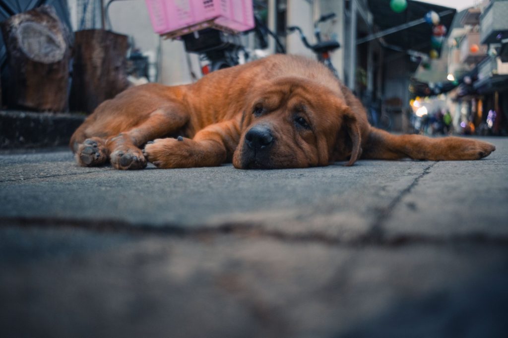 Κτηνωδία στη Χαλκιδική: Έδεσαν με σύρμα τα πόδια σκύλου και τον παράτησαν στο δρόμο (φώτο)