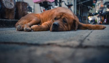 Κτηνωδία στη Χαλκιδική: Έδεσαν με σύρμα τα πόδια σκύλου και τον παράτησαν στο δρόμο (φώτο)