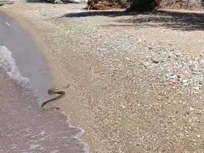 Αχαΐα: Φίδι κολυμπούσε στον Καστελόκαμπο – Aναστατωμένοι οι λουόμενοι (βίντεο)
