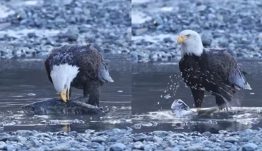 Βίντεο: Η μοναδική στιγμή που αετός πιάνει το θήραμα του