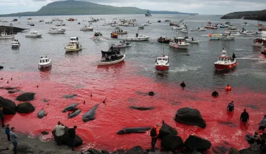 Νησιά Φερόε: Η θάλασσα βάφτηκε κόκκινη από το αίμα των εκατοντάδων φαλαινών που σφαγιάστηκαν