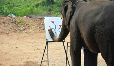 Βίντεο: Ελέφαντας ζωγραφίζει όπως ο… Πικάσο – Τον διώχνουν από το κοπάδι από ζήλεια!