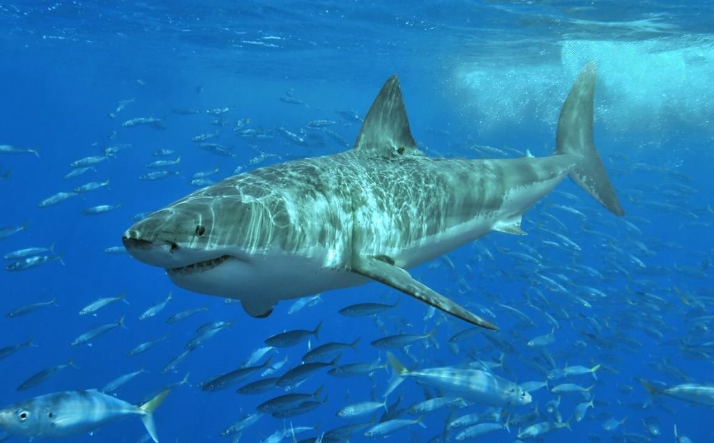Λάρισα: Καρχαρίας εμφανίστηκε να κολυμπά δίπλα σε λουόμενους (φώτο)