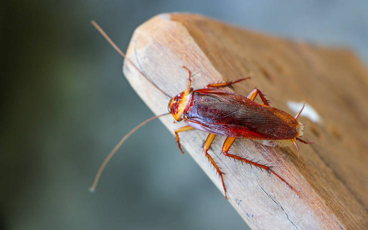 «Επιδρομή» από ιπτάμενες κατσαρίδες στη Λάρισα – «Έσπασαν» τα τηλέφωνα στη ΔΕΥΑΛ