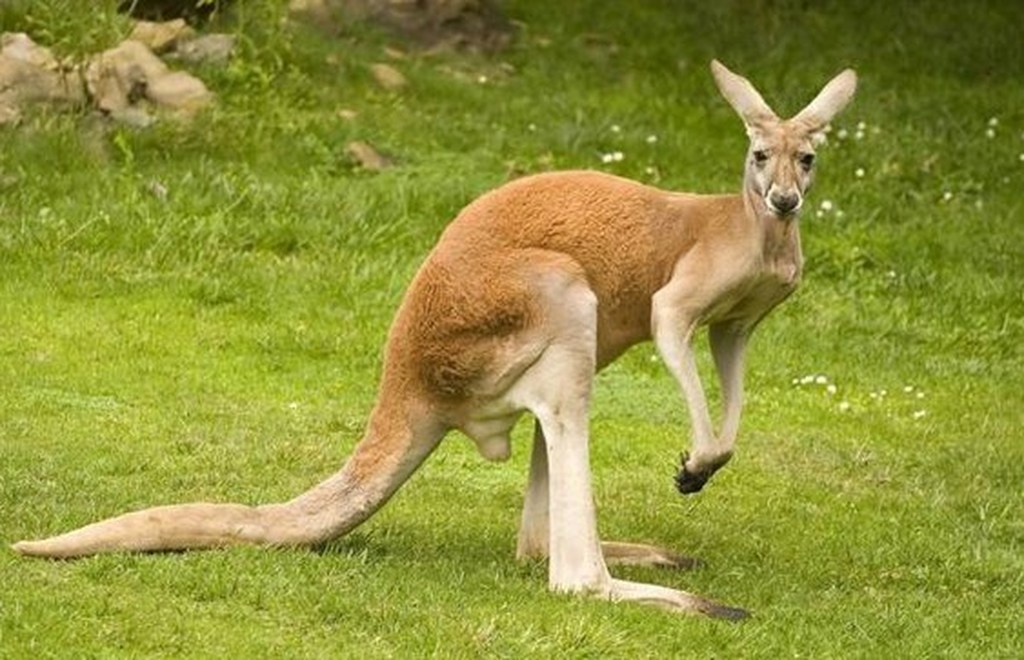 Τρόμος στην Αυστραλία: Η στιγμή που καγκουρό επιτίθεται σε 2χρονο παιδί (βίντεο)