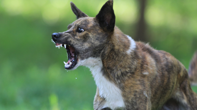Σέρρες: Τρόμος για 7χρονο – Σκύλος του επιτέθηκε και τον τραυμάτισε στο κεφάλι