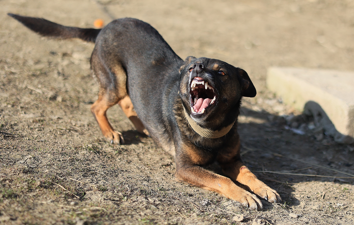 Σέρρες: Νέα μαρτυρία για την επίθεση σκύλου – «Πετάχτηκε από την περίφραξη του σπιτιού και δάγκωσε το παιδί στο κεφάλι»