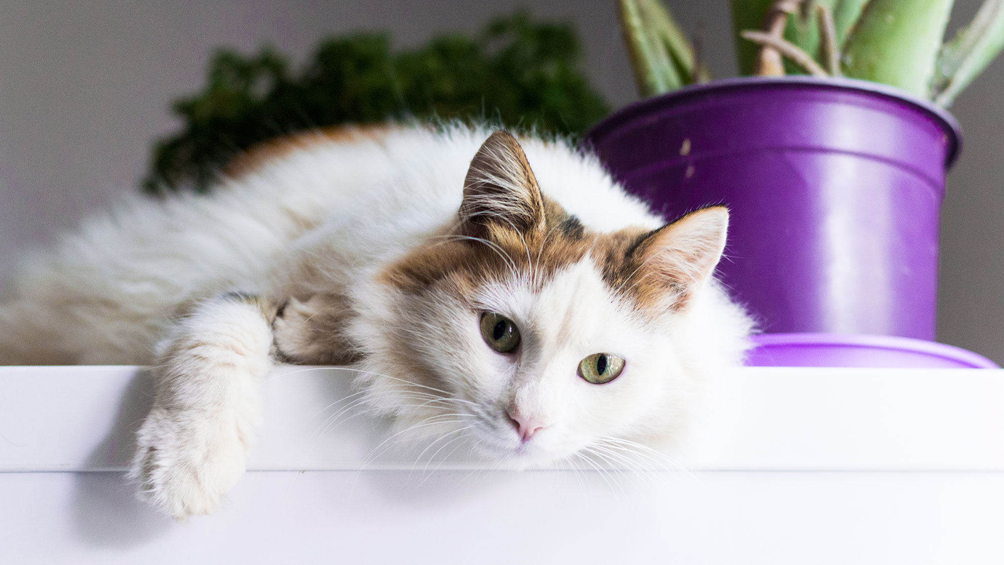 Φρίκη στο Παλαιό Ψυχικό: Άνδρας πυροβολεί με αεροβόλο από το μπαλκόνι του γάτες